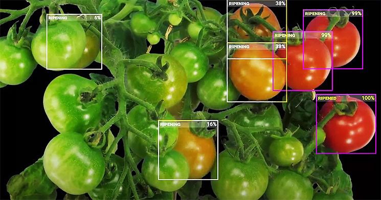 Overcoming Obstacles for Agriculture AI with Data Annotation