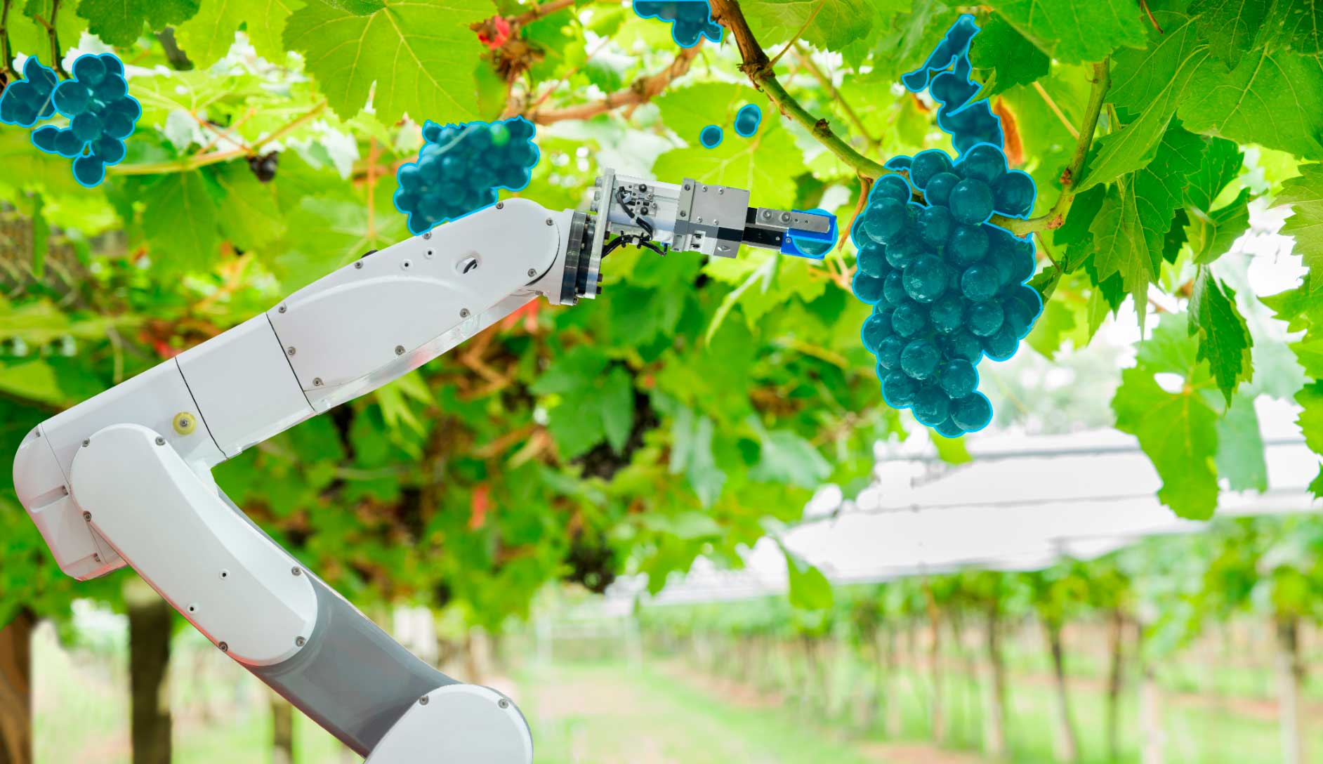 Improving Harvesting Robots With Data Annotation