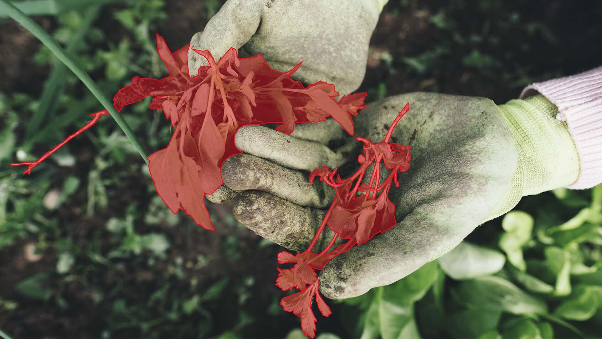 Weed Warriors Using Ai For Weed Detection And Control