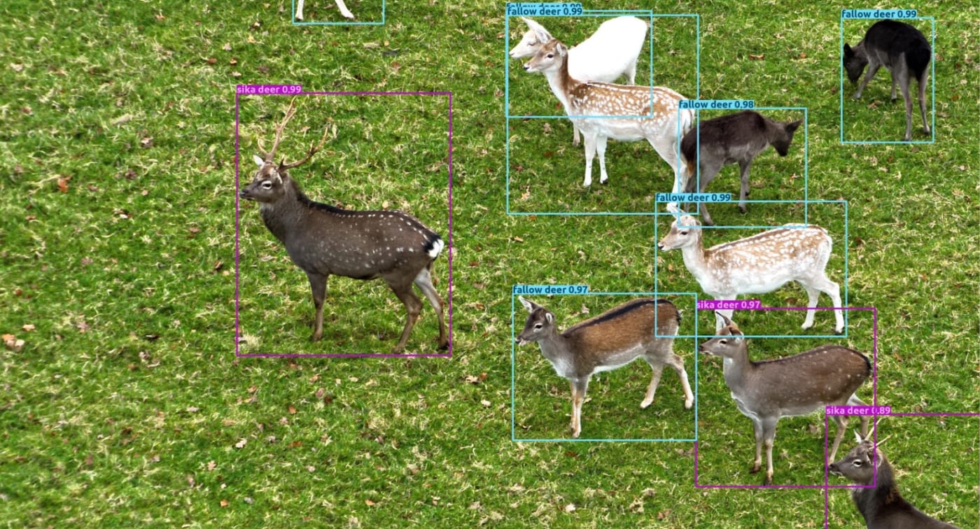 Sika deer and fallow deer detected and classified with bounding boxes in drone imagery
