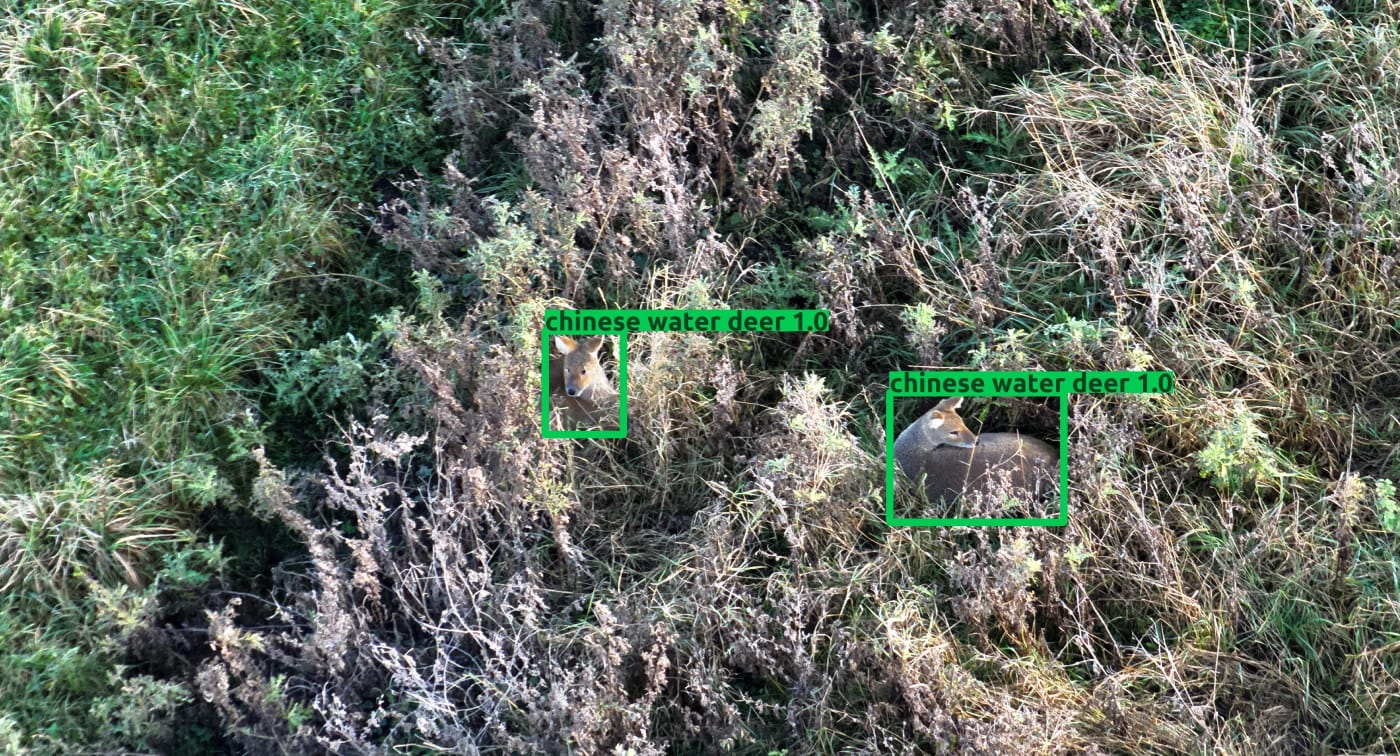 Chinese water deer detected with high confidence among dense vegetation after manual review