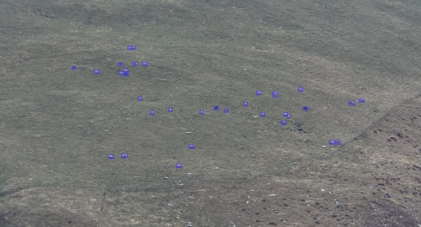 Animals appearing as a few pixels annotated in high-altitude drone imagery of an open hillside
