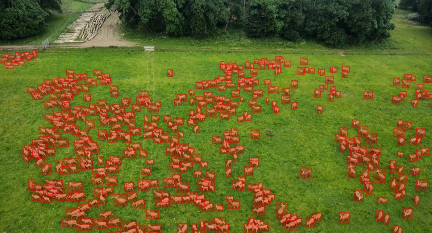 Hundreds of overlapping animals annotated with individual bounding boxes in a single drone frame