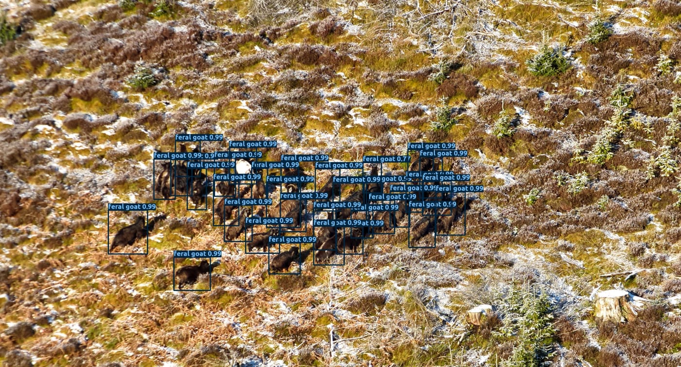 Feral goats classified with bounding boxes on a vegetated hillside in aerial imagery