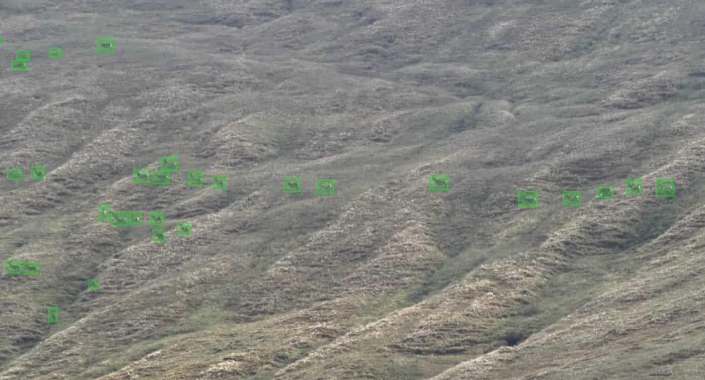 Animals blending into a grey hillside detected zone by zone during systematic image review