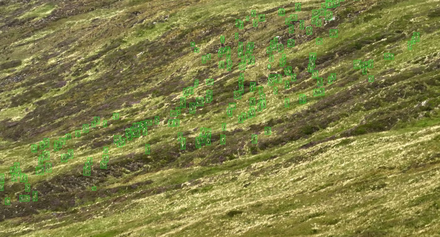 Dense group of animals annotated individually across a vegetated slope in drone imagery