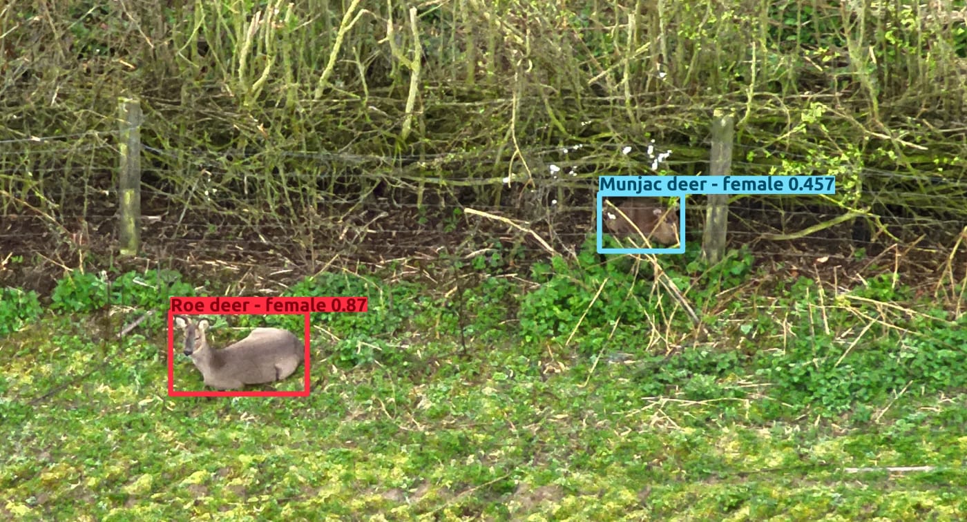 Roe deer and muntjac deer classified by species and sex with separate bounding boxes