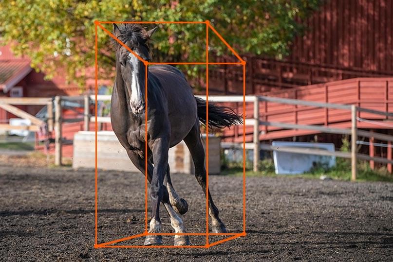 Cuboid Annotation for Livestock